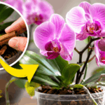 Perché mettere la cannella sulle radici dell’orchidea? Il rimedio della nonna che funziona davvero