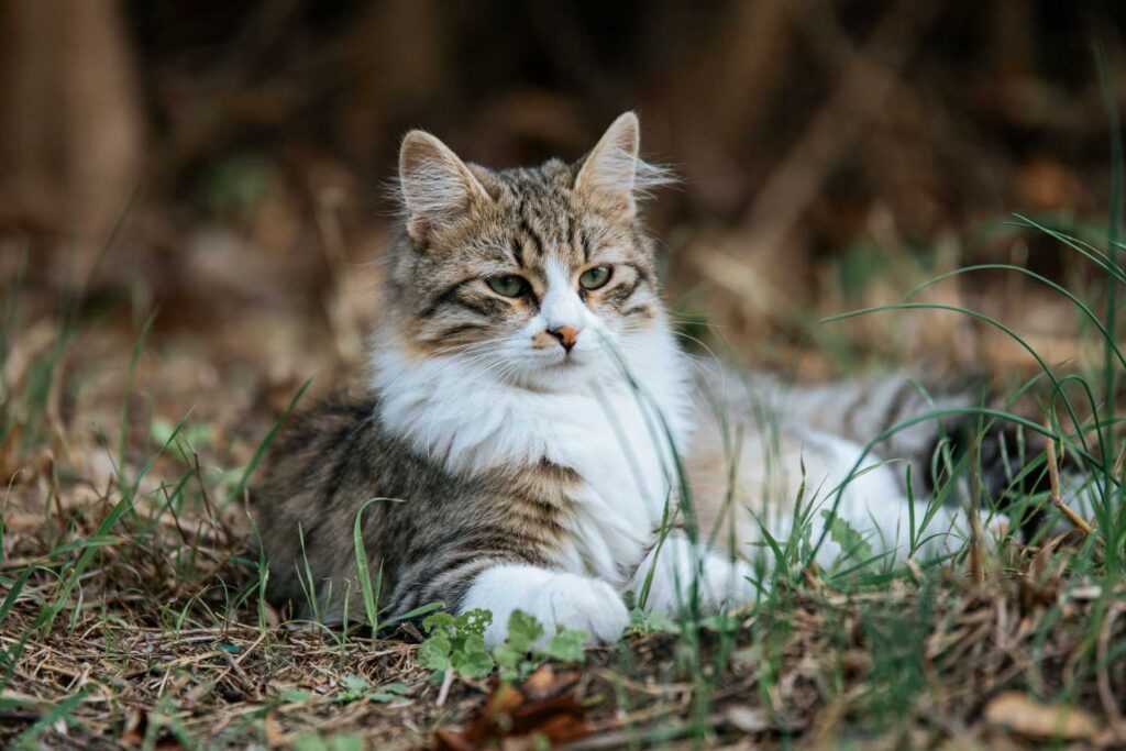 Gatti innocenti per la fauna selvatica: siamo noi il vero pericolo