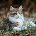 Gatti innocenti per la fauna selvatica: siamo noi il vero pericolo