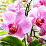Come concimare le orchidee: la guida completa per fioriture spettacolari