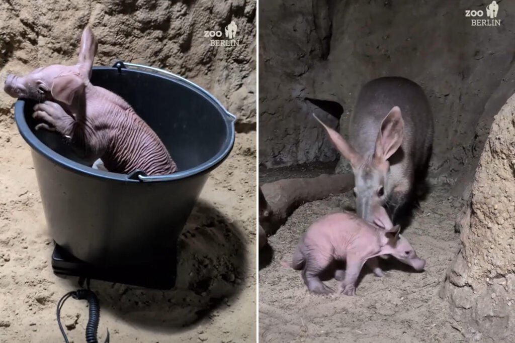 Oritteropo, cucciolo nato allo Zoo di Berlino: una vita in cattività