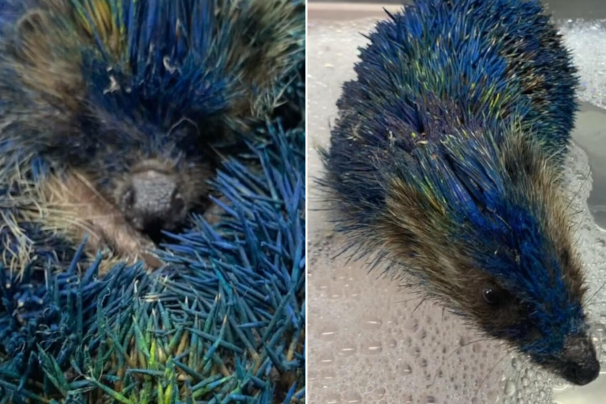 Riccio dipinto di giallo e blu muore dopo una settimana di agonia — Cronaca | AgriVivo.it