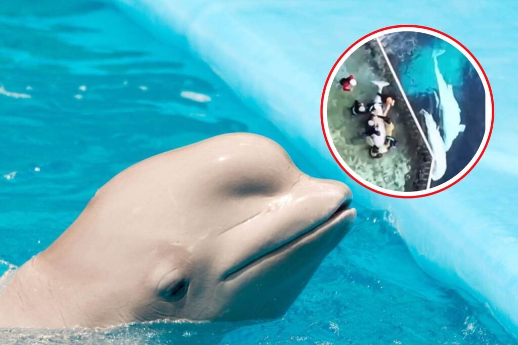 Beluga Marineland: maxi trasferimento negli Usa, ma restano in vasca