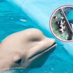Beluga Marineland: maxi trasferimento negli Usa, ma restano in vasca