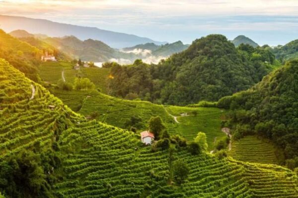 Veneto, agricoltura a 8,5 miliardi: nel 2025 crescita del 7,4%