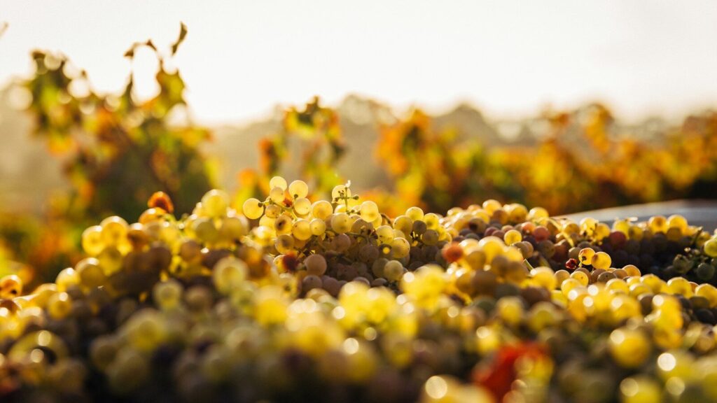Puglia, la vendemmia 2026 sarà abbondante ma le cantine troppo piene