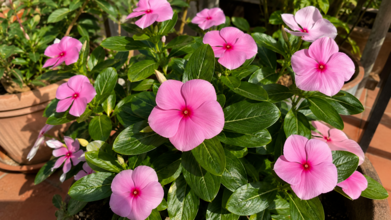 Catharanthus, come difenderlo da malattie e parassiti