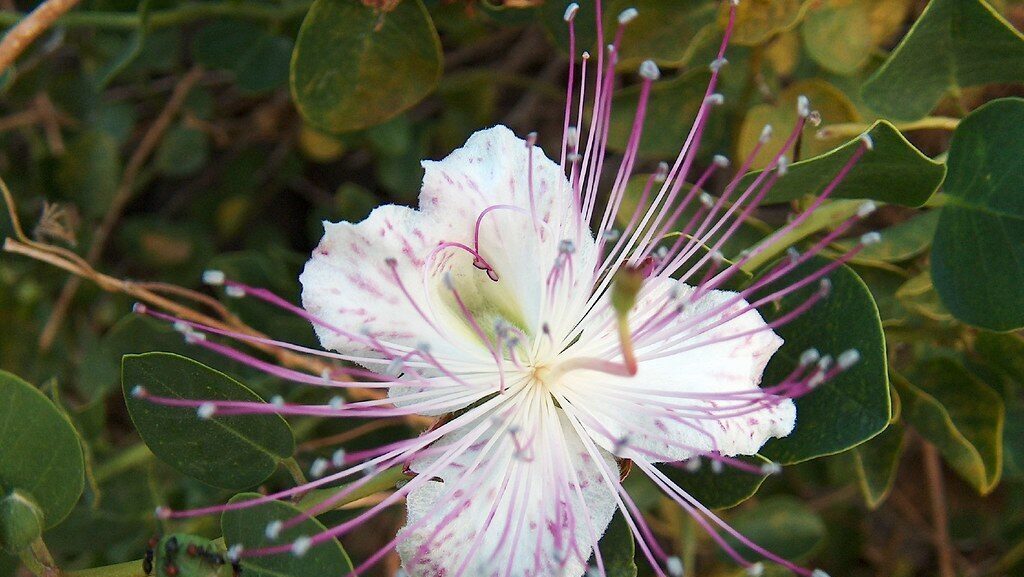 Fiore della pianta di cappero