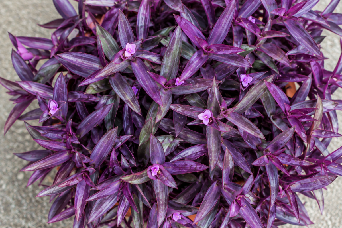 Erba Miseria Viola