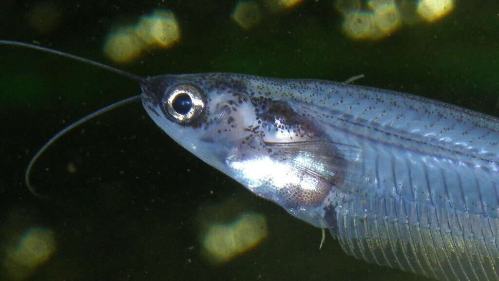 Wwf: ‘Le trappole per siluri sul Garda uccidono anche i pesci autoctoni’