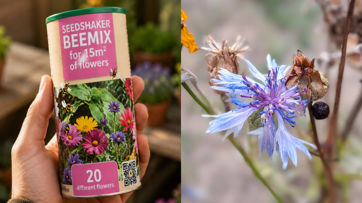Mix di fiori di Action Beemix per impollinatori