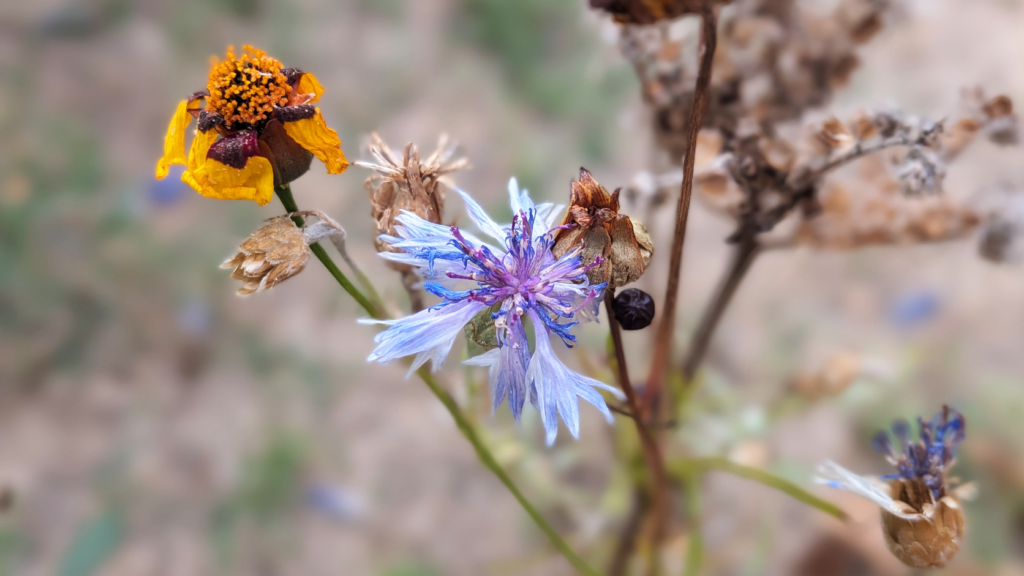 Fiori cresciuti dai semi di action