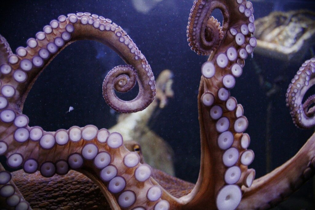 Nueva Pescanova rinuncia all’allevamento intensivo di polpi