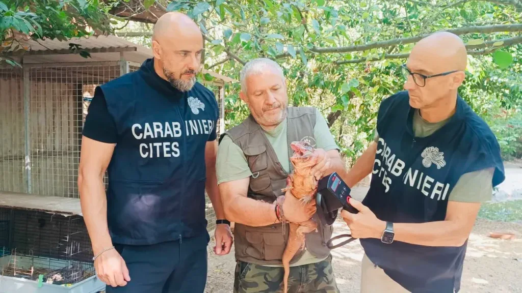 lucertolone tegu argentino rosso carabinieri del cites