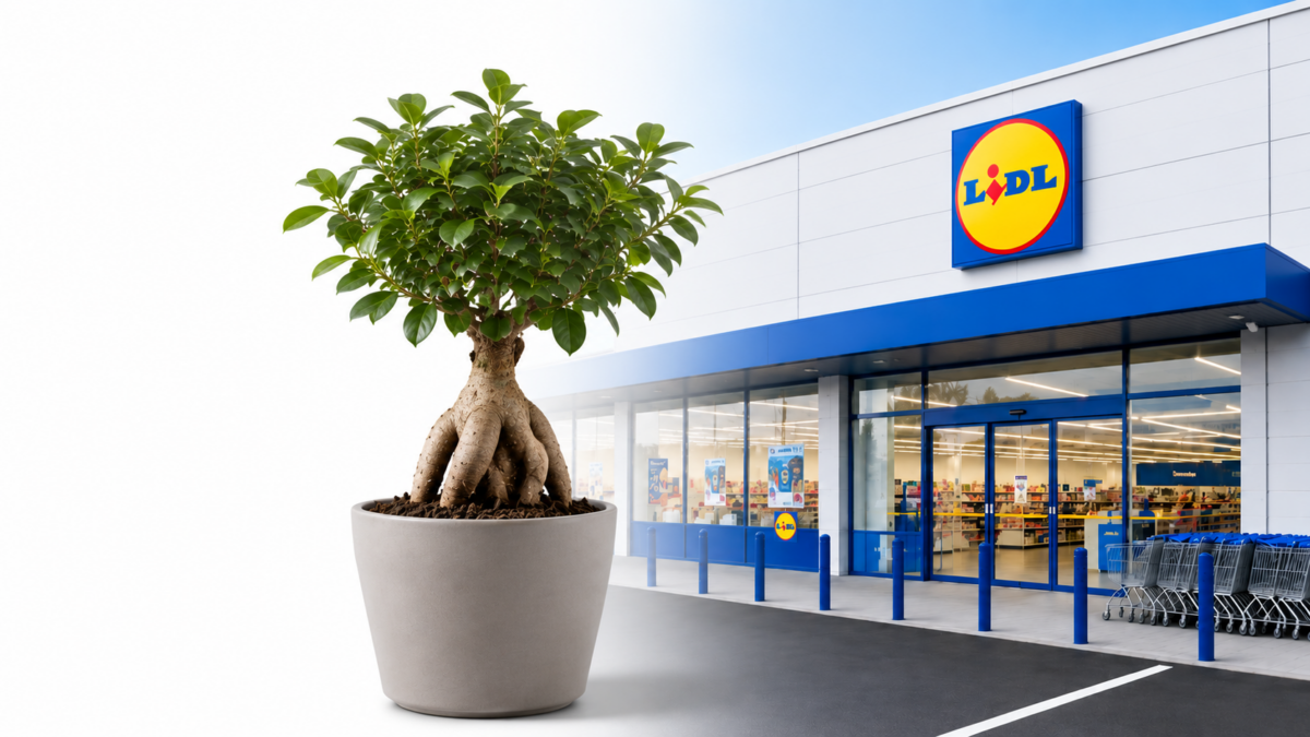 Bonsai Ficus Ginseng in offerta al Lidl a 8,99 euro con tronco massiccio e foglie verdi
