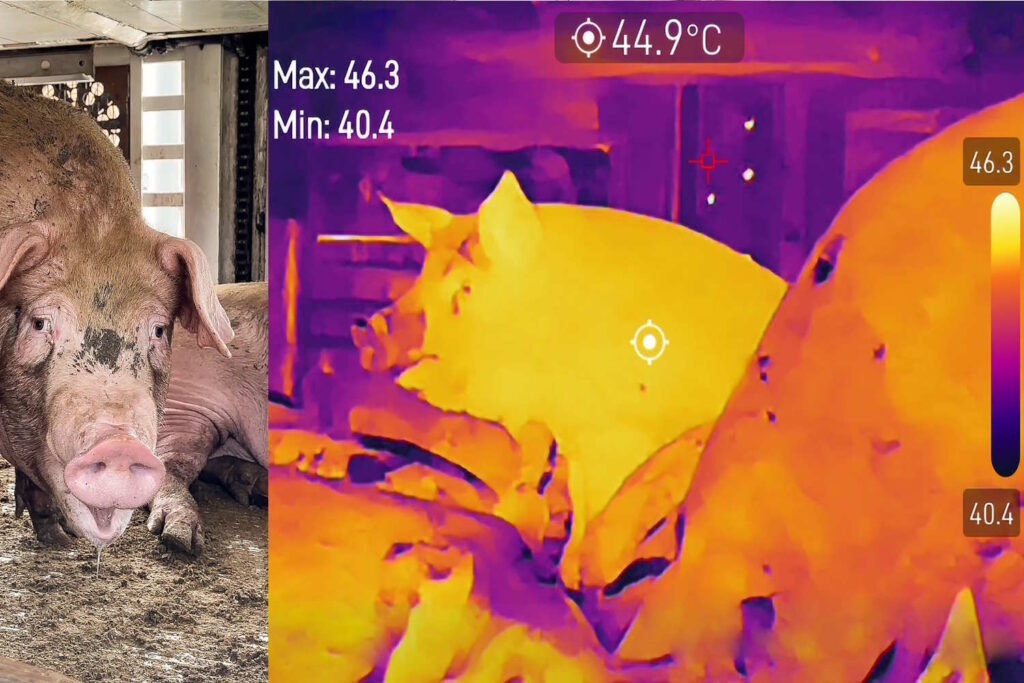 Maiali trasportati a 45°C senza acqua: le immagini choc di Essere Animali