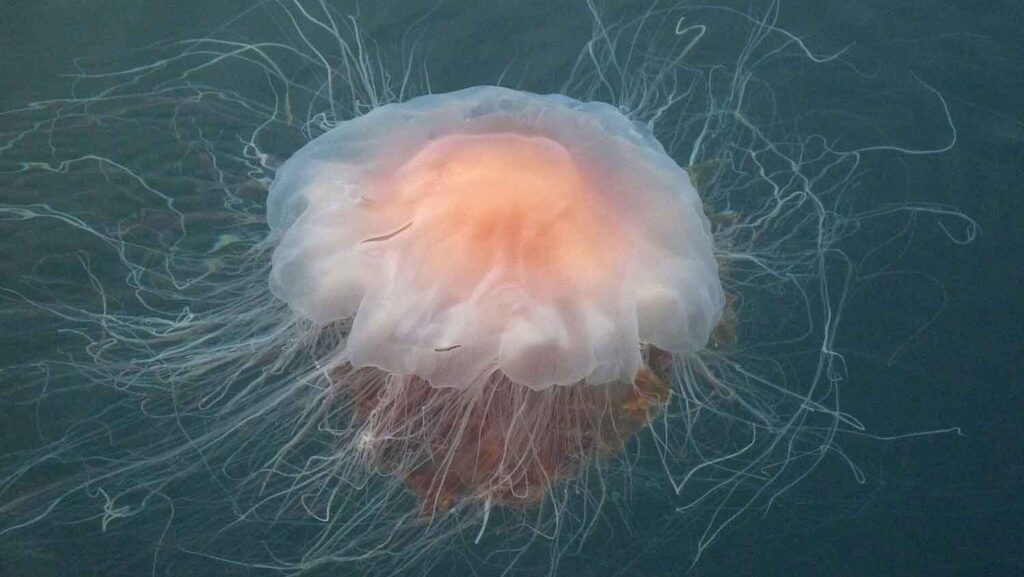 Avvistata medusa criniera di leone: ha i tentacoli più lunghi di un tram