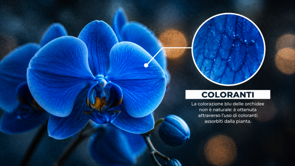 Orchidea blu con coloranti