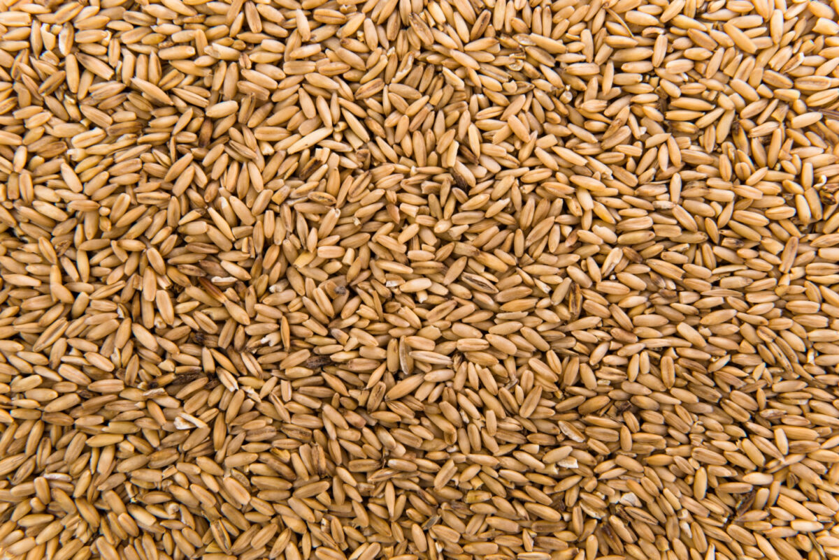 semi di orzo