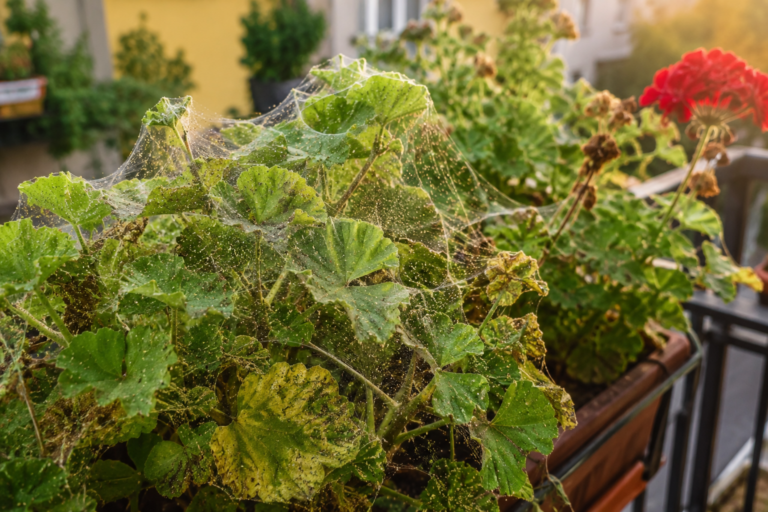 Ragnatele sulle piante da balcone: come capire la vera causa