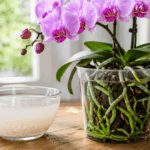 Il trucco dell’acqua di riso per salvare la tua orchidea (e altri segreti che nessuno ti dice)