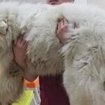 Rocky muore dopo maltrattamento: scatta la ‘Legge Rocky’ in Messico