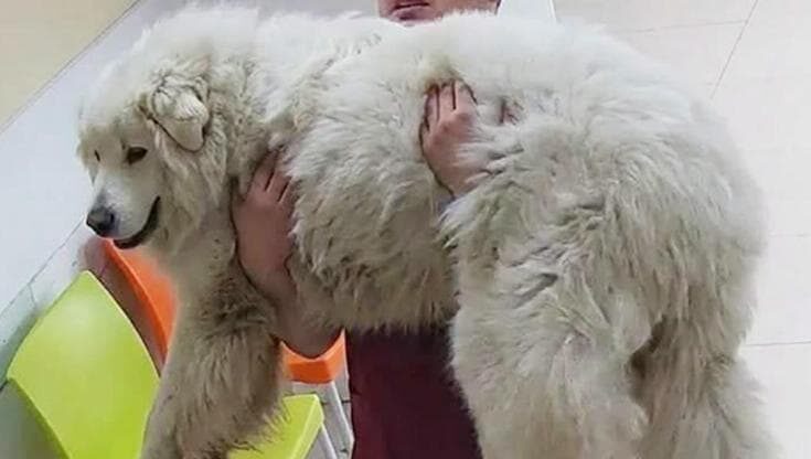 Rocky muore dopo maltrattamento: scatta la ‘Legge Rocky’ in Messico