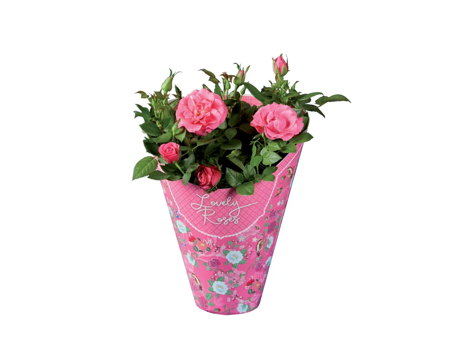 Rose Lidl