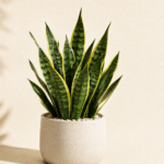 Sansevieria Lidl a 9,99 euro: conviene davvero?