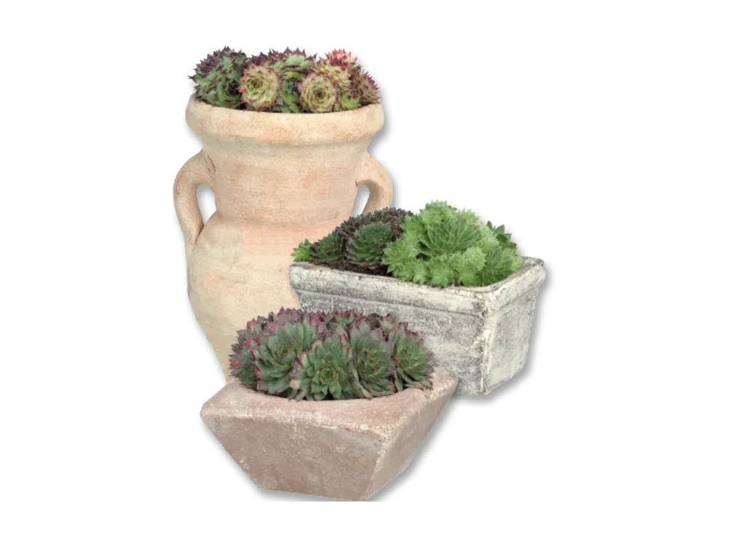 Mix di piante succulente LIDL