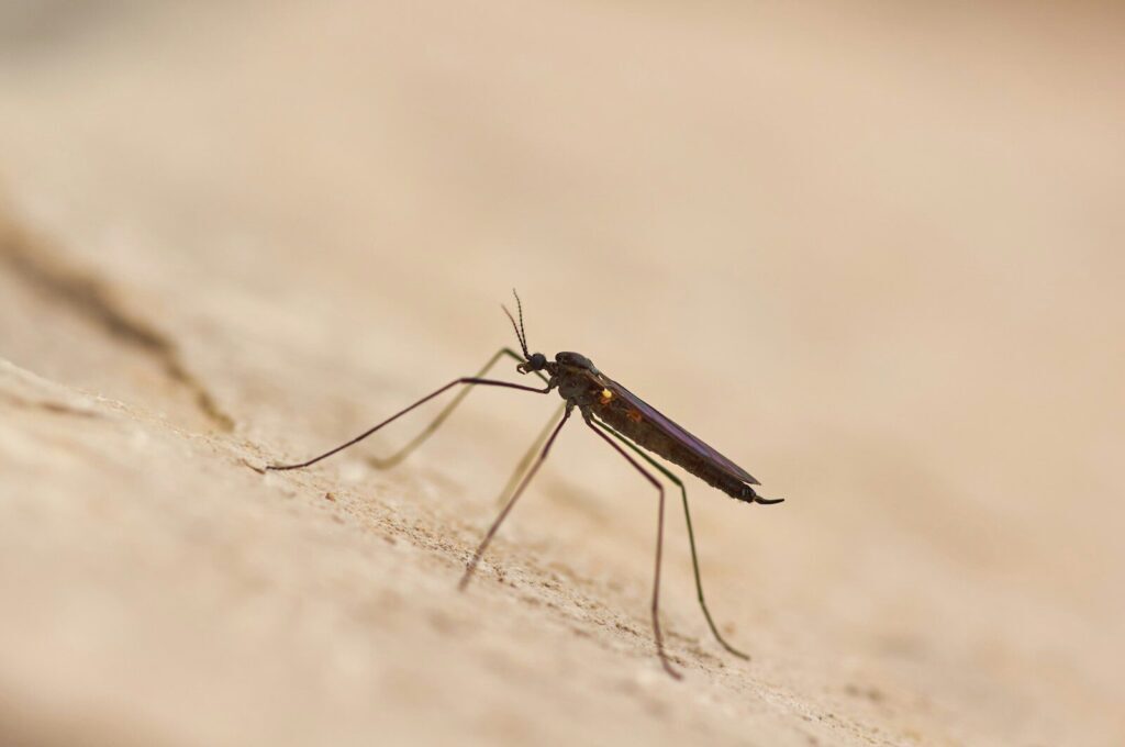 Test repellenti tropicali: Autan e Off bocciati da Altroconsumo