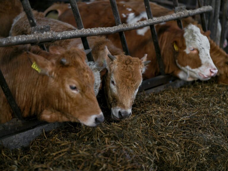 Calvi, fulmine devasta la stalla: muoiono sei bovini. La LAV: «Ogni vita conta, ripensiamo il modello di allevamento»