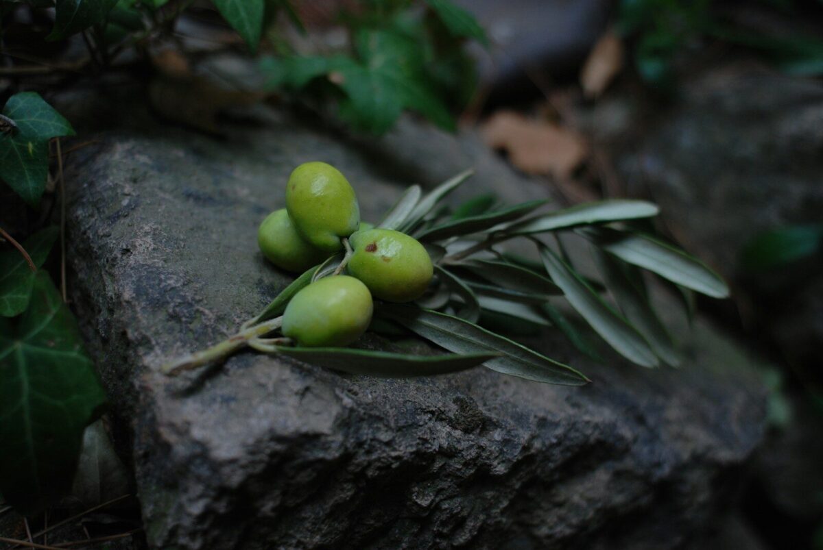 olive