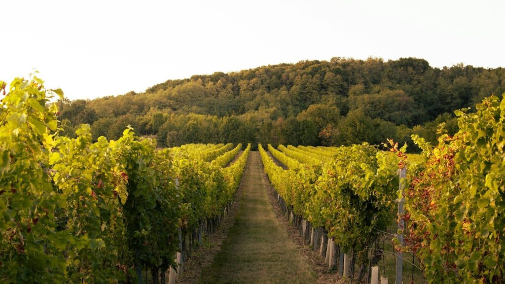 Vendemmia 2026 al via con 10 giorni di anticipo: il caldo cambia il calendario delle uve
