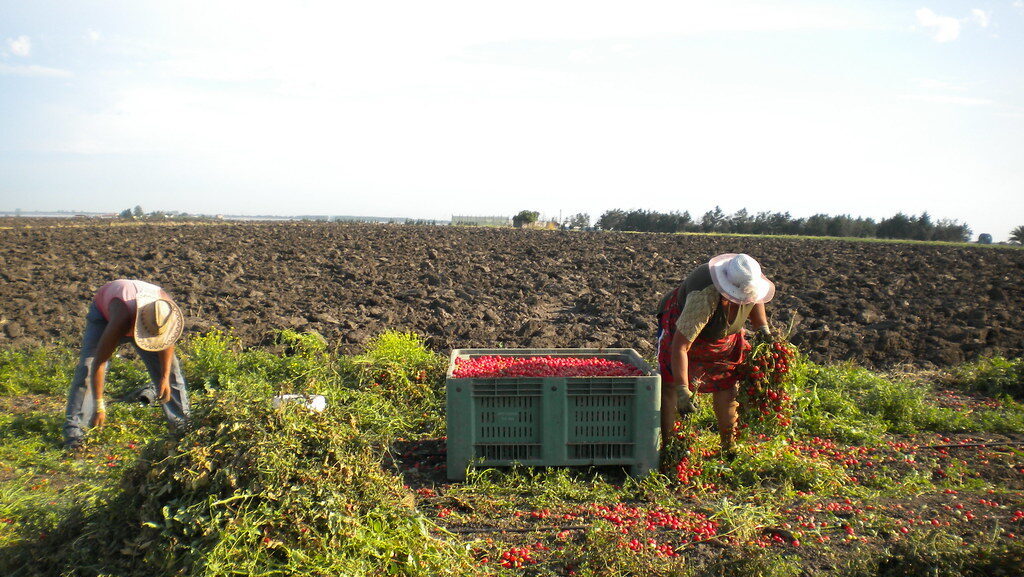 Stagno Lombardo, muore a 19 anni nei campi di pomodori — Cronaca | AgriVivo.it