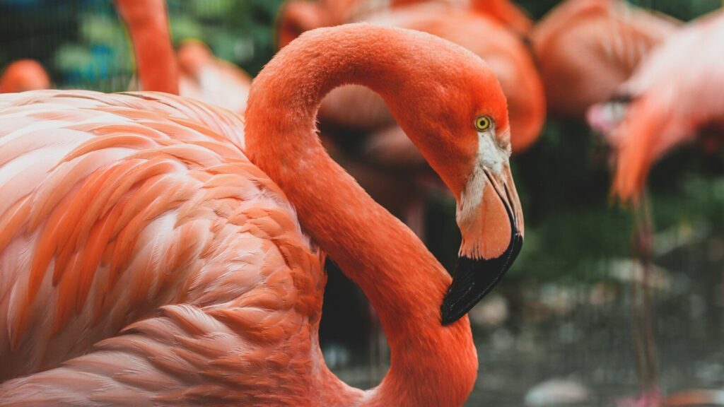 Fenicotteri rosa, prima nidificazione alle Saline di Trapani