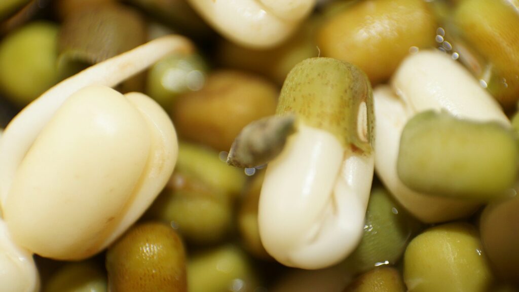Richiamo alimentare: semi per germogli e noccioli di albicocca ritirati dal mercato