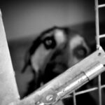 Abbandona il cane nei boschi perché infastidito dalla burocrazia del canile: rintracciato e denunciato