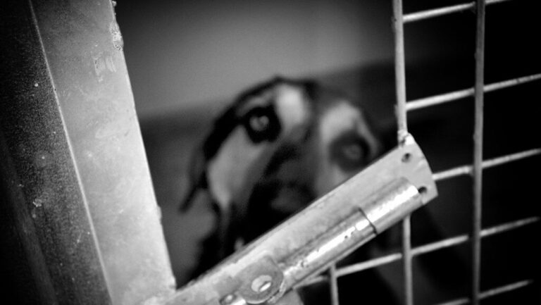 Abbandona il cane nei boschi perché infastidito dalla burocrazia del canile: rintracciato e denunciato