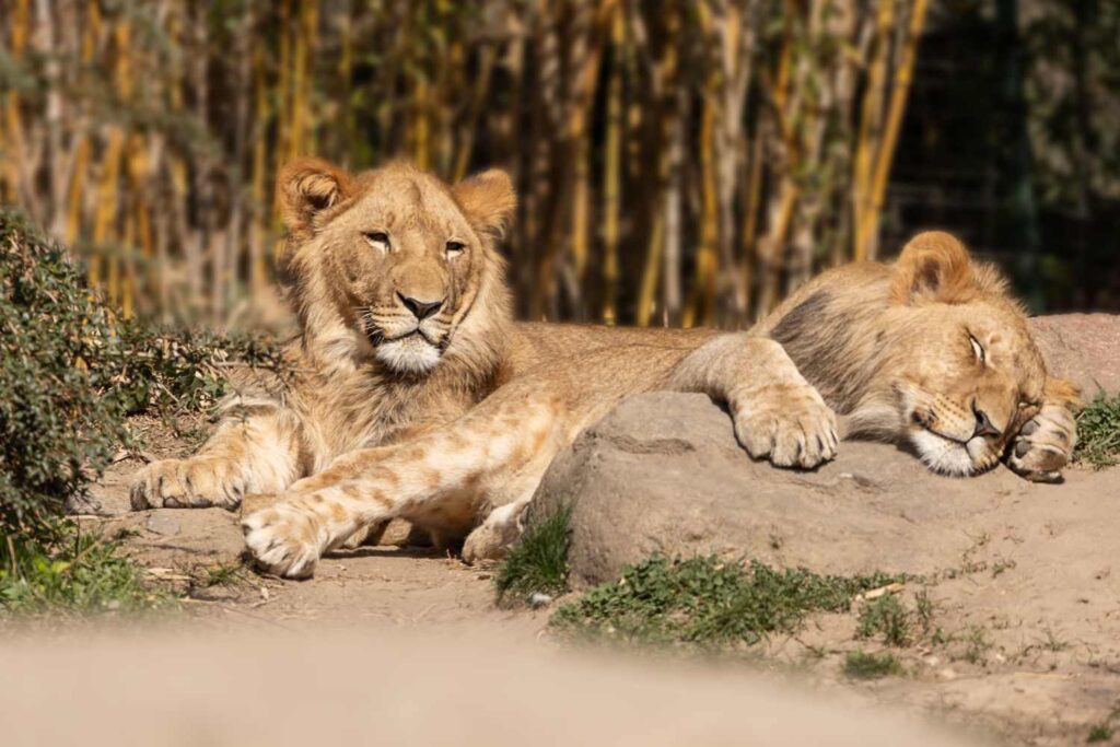 Zoo Tokyo, tre leoni in pericolo di vita: la lotta del Tama Park