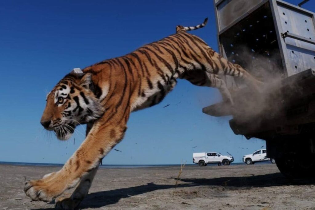 Tigre in Kazakistan: dopo 70 anni torna in natura