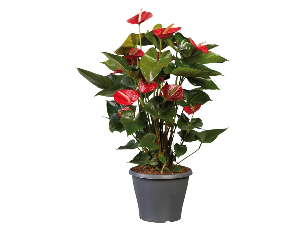 Pianta Anthurium da LIDL