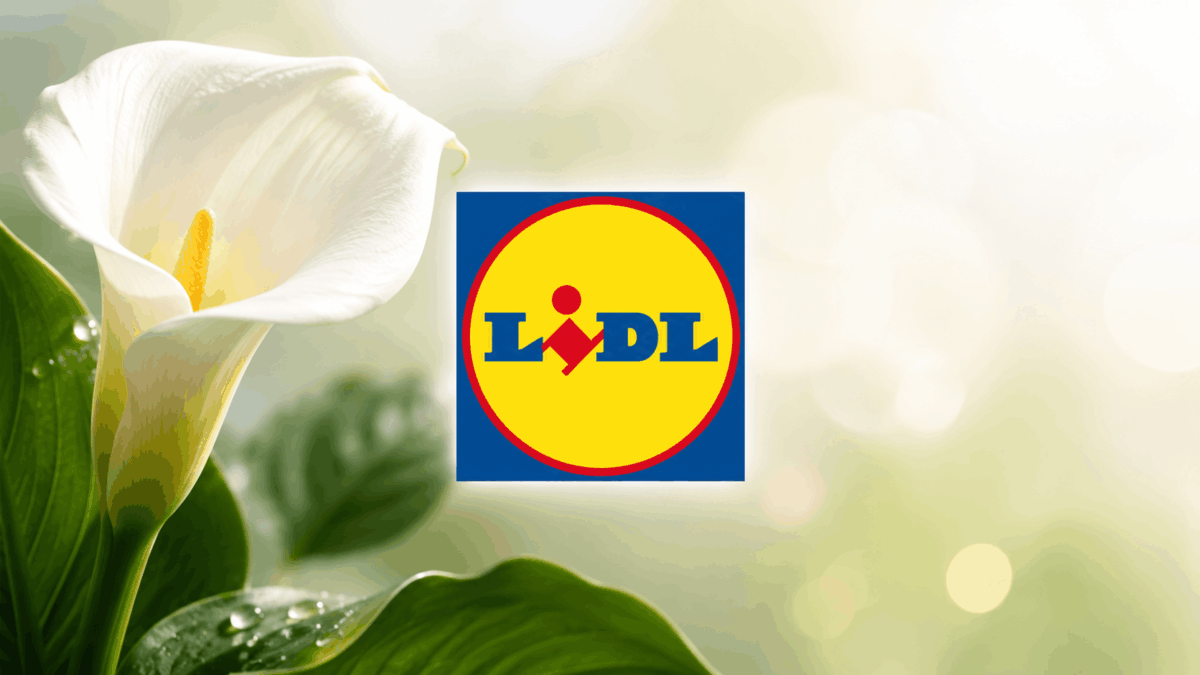 Conviene davvero la Calla in offerta da Lidl a 6,99€? La nostra opinione