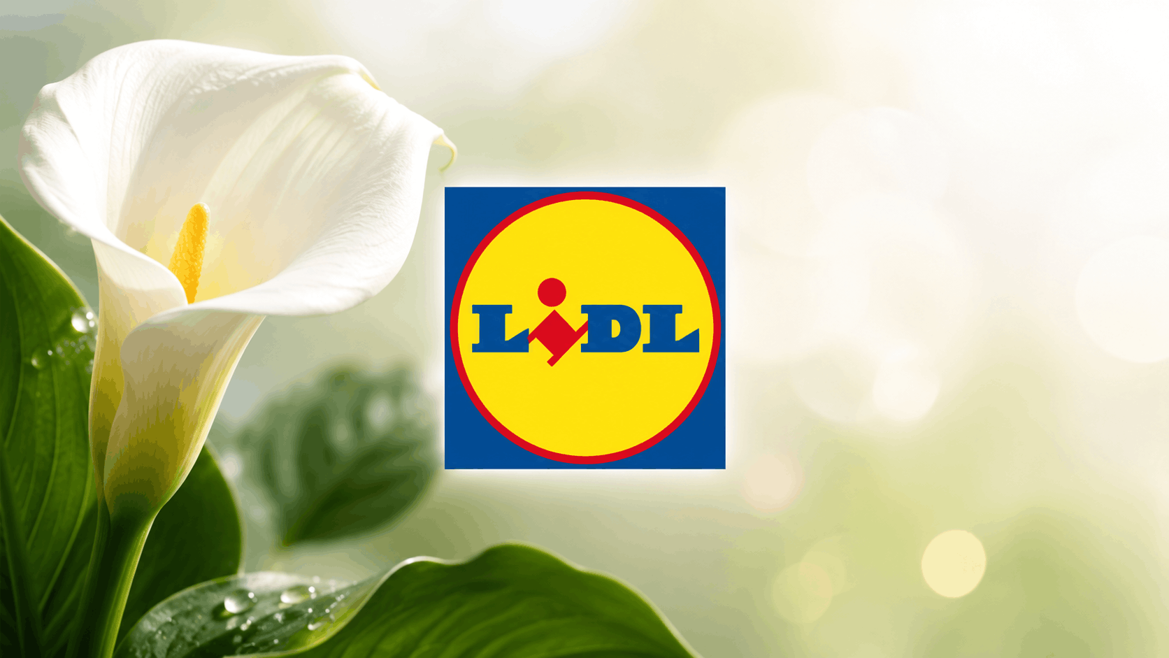 Lidl, il nuovo volantino Fiori e Piante è ricco e le offerte partono da ...
