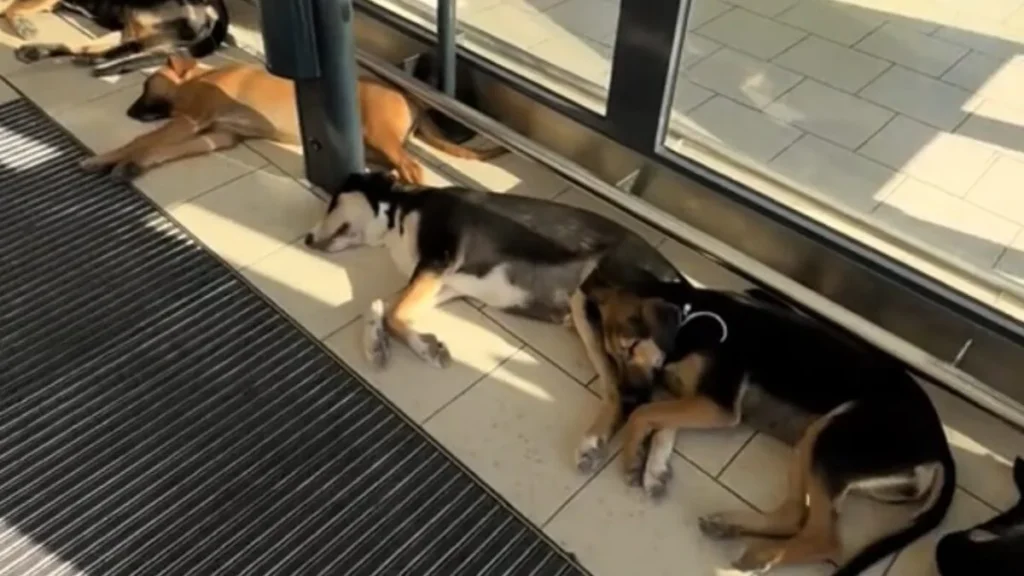 Cani randagi in salvo nel LIDL di Licata: il video su TikTok