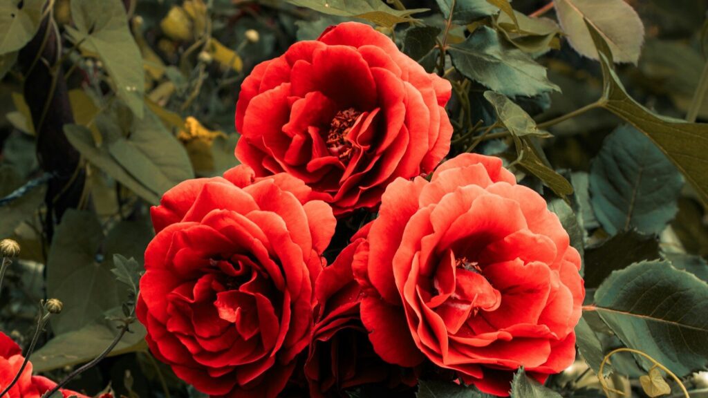 Potare le rose ad agosto: sì, ma solo con una sfoltitura leggera