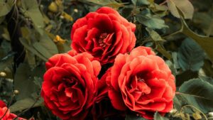 Potare le rose ad agosto: sì, ma solo con una sfoltitura leggera