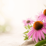 Echinacea, 5 errori da evitare per una fioritura abbondante