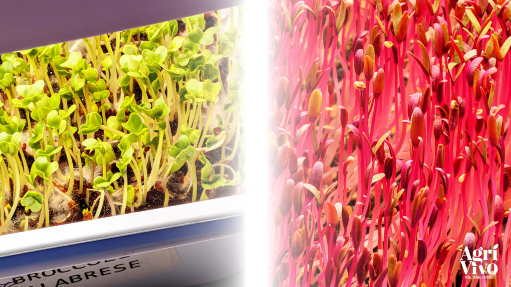 Nell'immagine microgreens di broccolo calabrese e amaranto rosso