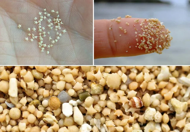 Hoshizuna, la spiaggia giapponese con la sabbia a forma di stella